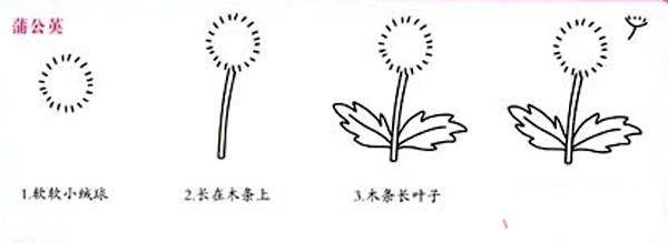蒲公英簡筆畫畫法步驟：怎么畫蒲公英