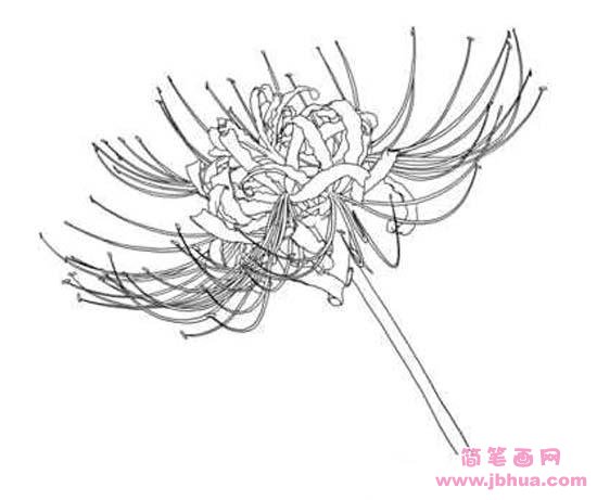 白色彼岸花曼陀羅華簡(jiǎn)筆畫(huà)圖片
