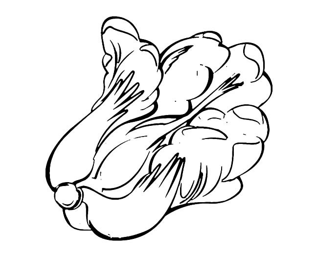 白菜蔬菜簡筆畫步驟圖片