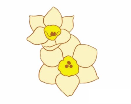 水仙花簡筆畫圖片