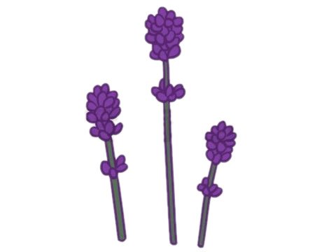 薰衣草簡(jiǎn)筆畫(huà)圖片