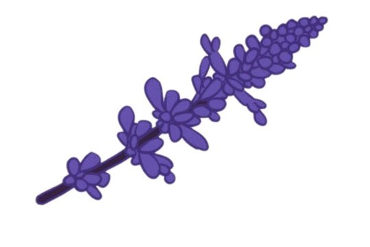 薰衣草簡(jiǎn)筆畫(huà)圖片