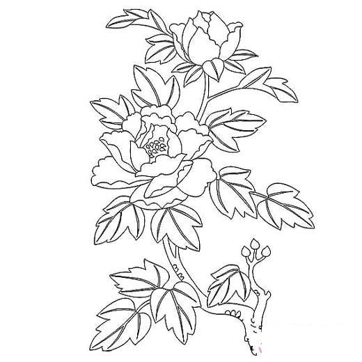 兒童關(guān)于花的簡筆畫圖片：牡丹