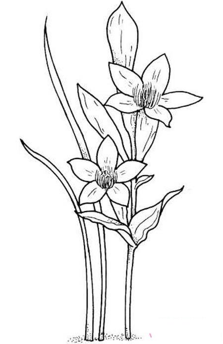 兒童畫的美麗水仙花