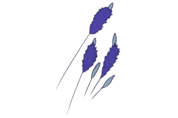 薰衣草簡(jiǎn)筆畫(huà)圖片