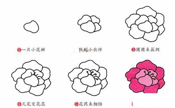 牡丹花簡筆畫畫法步驟：怎么畫牡丹