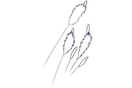 薰衣草簡(jiǎn)筆畫(huà)圖片
