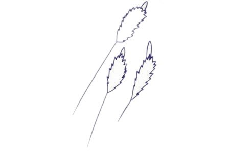 薰衣草簡(jiǎn)筆畫(huà)圖片