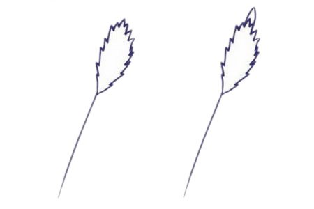 薰衣草簡(jiǎn)筆畫(huà)圖片