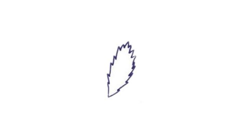 薰衣草簡(jiǎn)筆畫(huà)圖片
