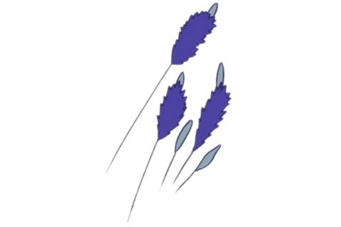薰衣草簡(jiǎn)筆畫(huà)完成圖