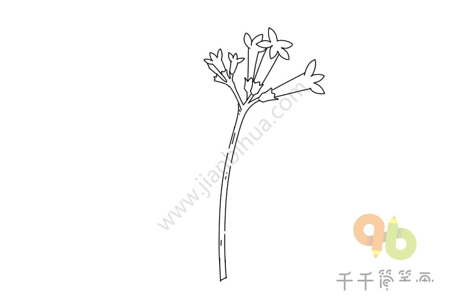 金雞納樹(shù)花朵