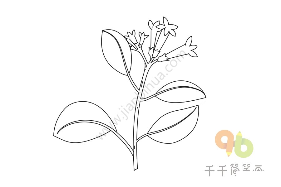 金雞納樹(shù)葉