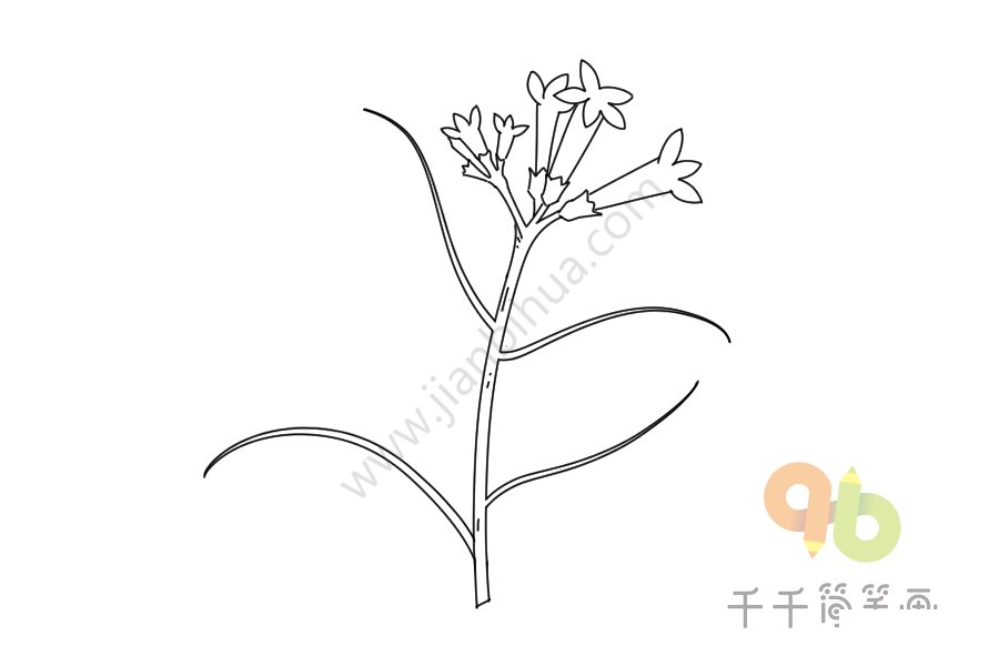 金雞納樹(shù)根莖