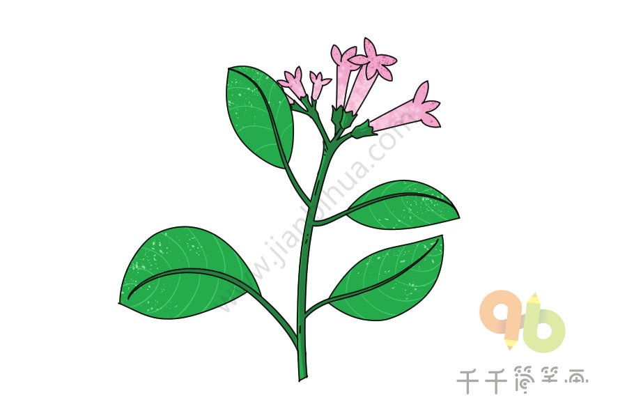 金雞納樹(shù)