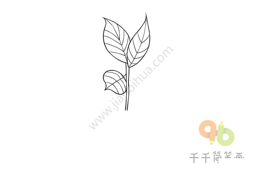 銀丹草葉片細(xì)節(jié)簡筆畫