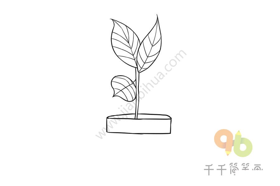 銀丹草花朵簡筆畫