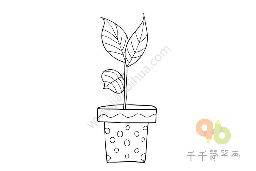 銀丹草全貌簡筆畫