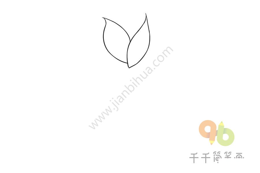 銀丹草花朵簡筆畫