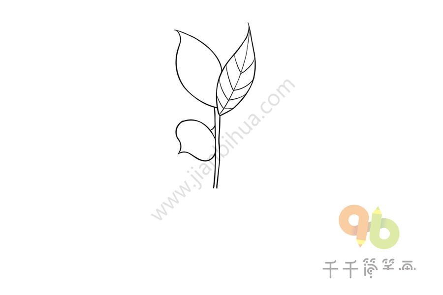 銀丹草全貌簡筆畫