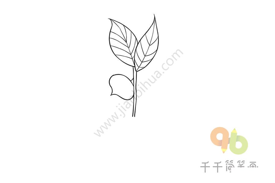 銀丹草另一角度簡筆畫