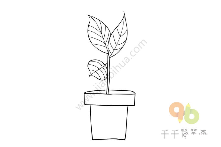 銀丹草根莖簡筆畫