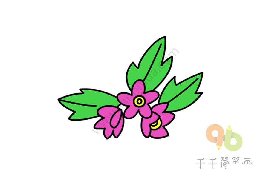 銀蓮草簡筆畫圖片