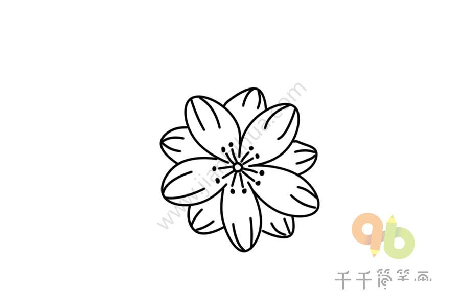 漂亮的銀蓮草簡(jiǎn)筆畫(huà)