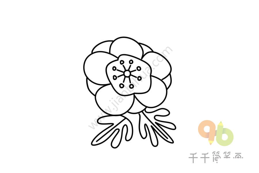 美麗的銀蓮草簡(jiǎn)筆畫(huà)