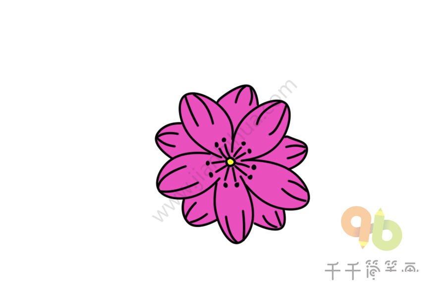 漂亮的銀蓮草簡(jiǎn)筆畫(huà)