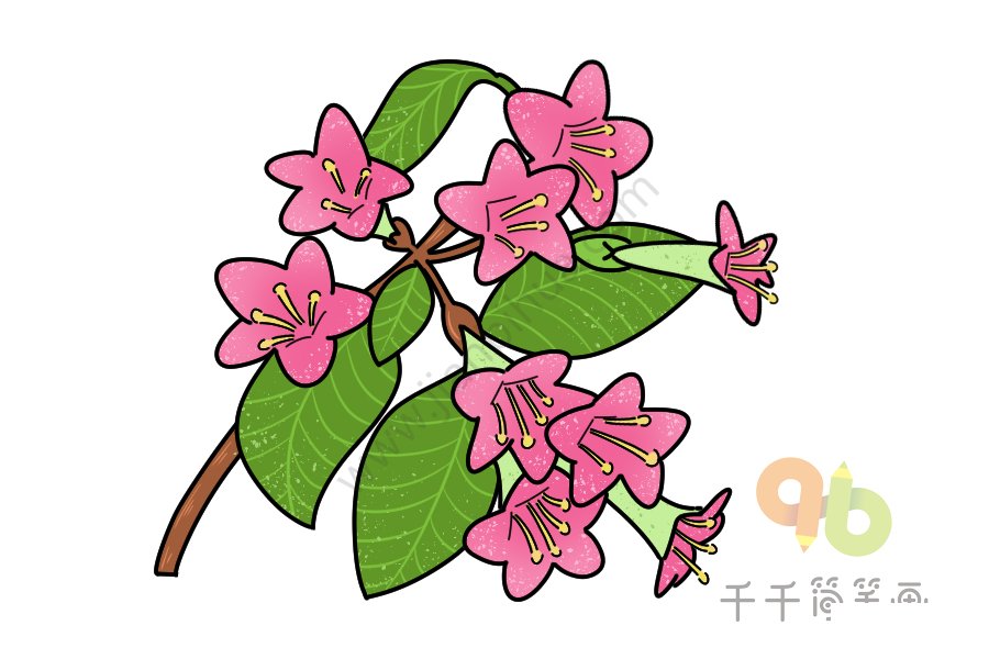 錦帶花簡(jiǎn)筆畫(huà)