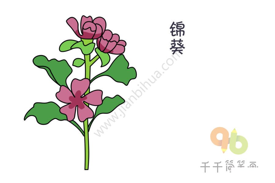 錦葵簡筆畫圖片