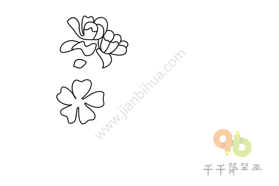 錦葵簡筆畫圖片