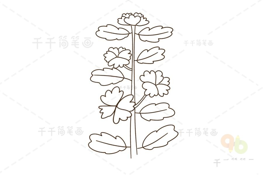 錦葵花簡筆畫