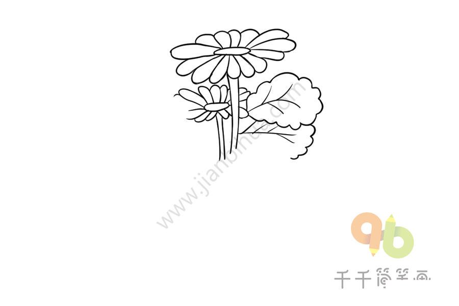 長壽花簡筆畫步驟五
