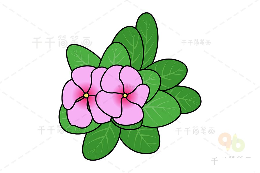 長(zhǎng)春花簡(jiǎn)筆畫(huà)