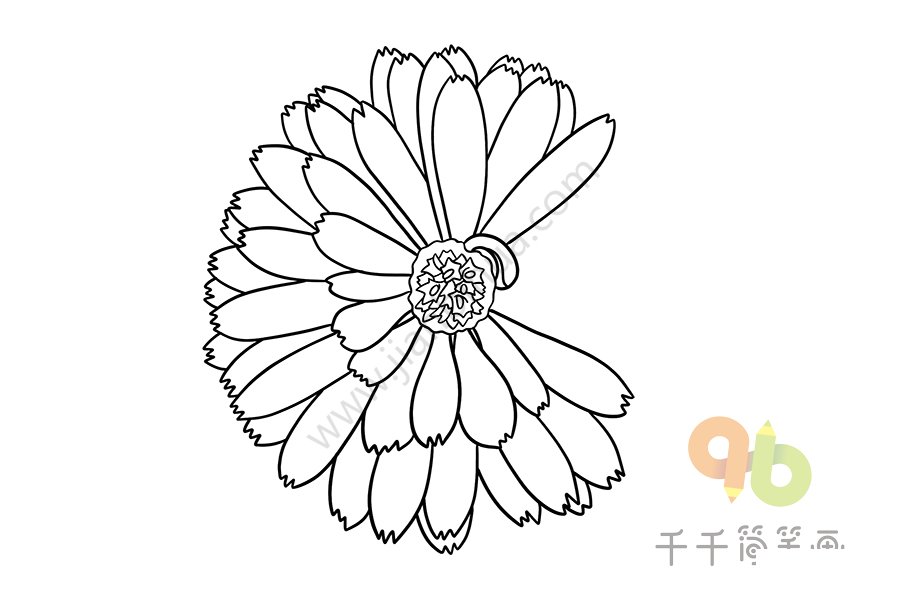 長春菊簡筆畫圖片