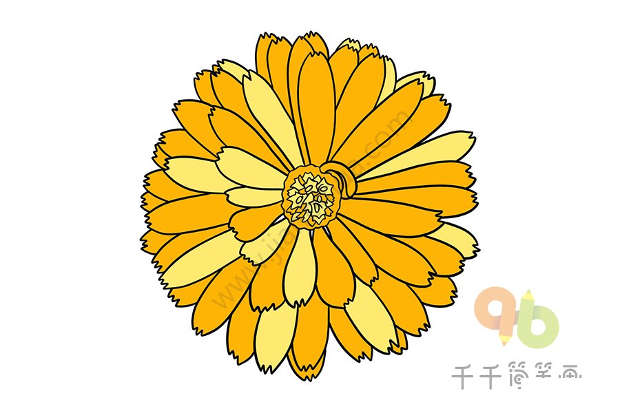長春菊的美麗綻放