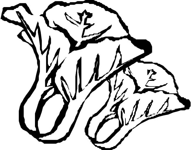 白菜蔬菜簡(jiǎn)筆畫步驟圖片大全