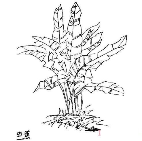 一棵芭蕉樹簡筆畫的畫法手繪教程簡單