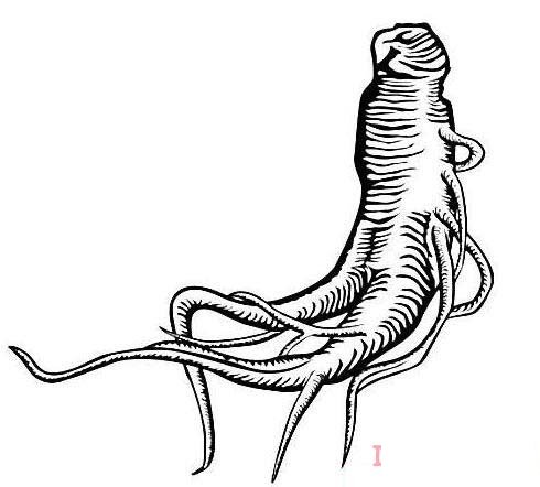 人參形態(tài)
