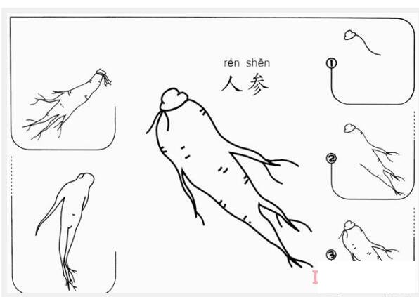 人參生長環(huán)境