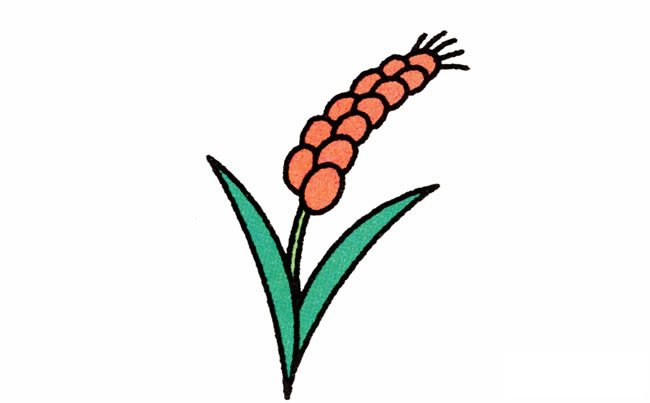 麥穗簡(jiǎn)筆畫步驟圖片大全