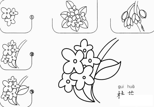 桂花簡(jiǎn)筆畫圖片