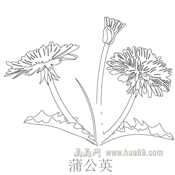 兒童簡(jiǎn)筆畫(huà)：平凡的蒲公英