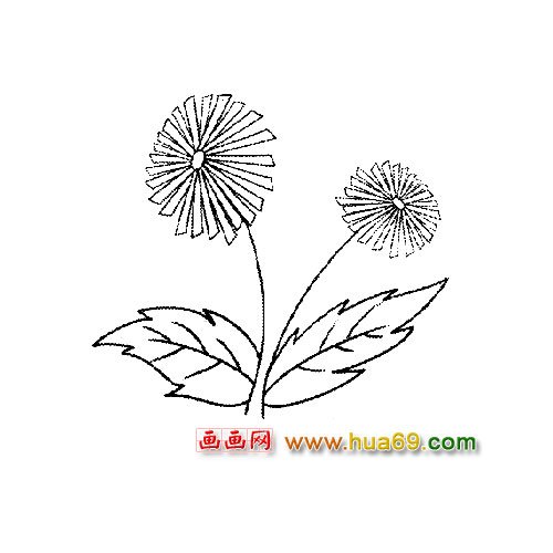 花卉簡筆畫：兩朵菊花