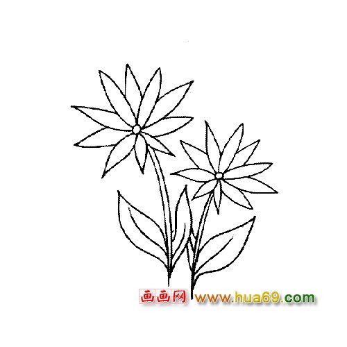 花卉簡筆畫：兩朵開了的菊花