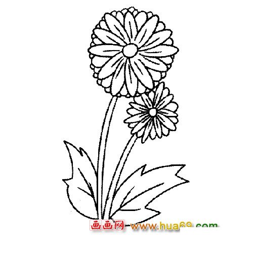 兩朵美麗的菊花簡筆畫