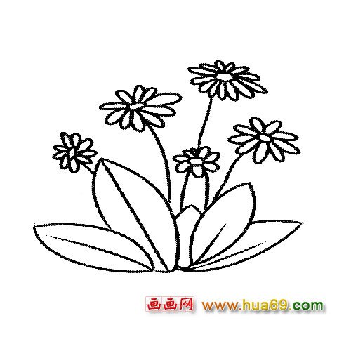 競相爭艷的菊花簡筆畫