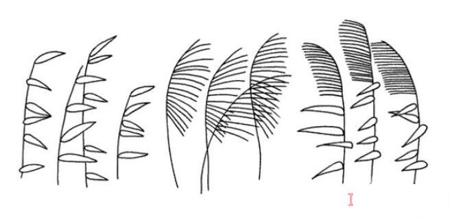蘆葦怎么畫(huà)好看 蘆葦簡(jiǎn)筆畫(huà)圖片